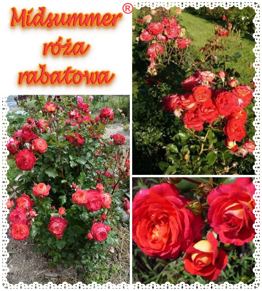 Midsummer róże rabatowe